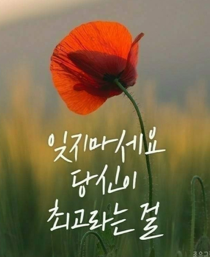 알잘 이미지