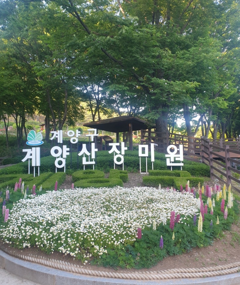 일타삼피 이미지