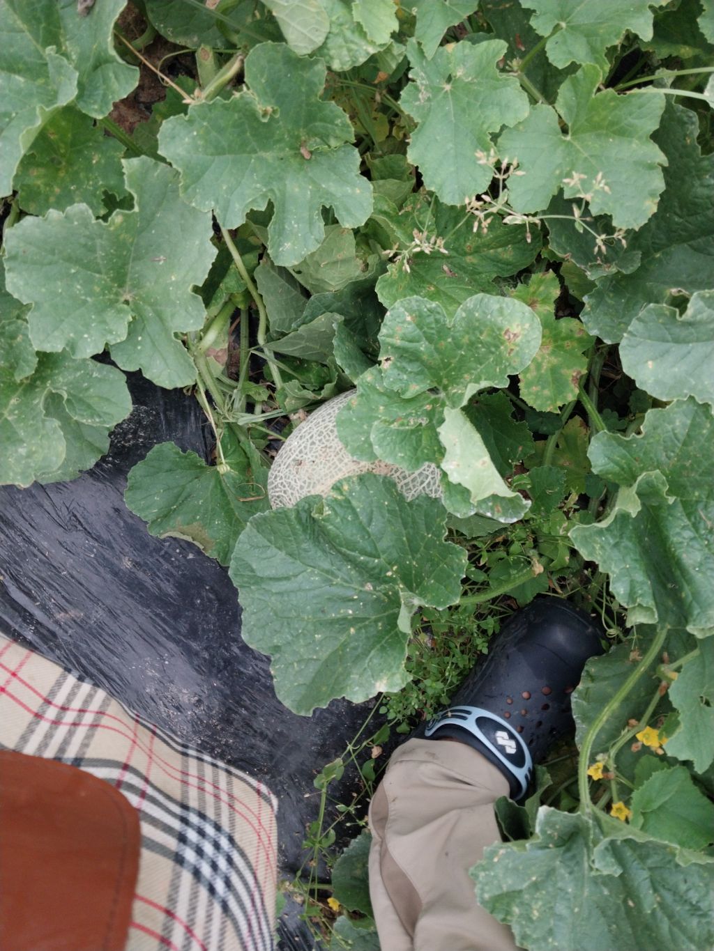 옹골진 이미지