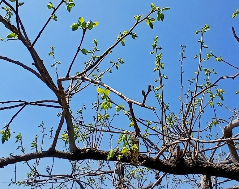 1057c25e60e906fef0ffb0e27447015f7778b603