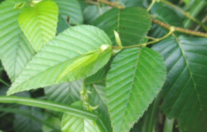 오리나무 이미지