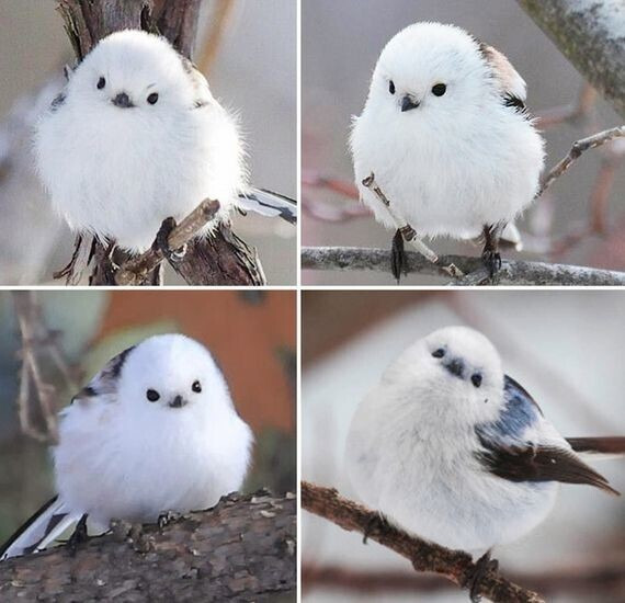 흰 이미지