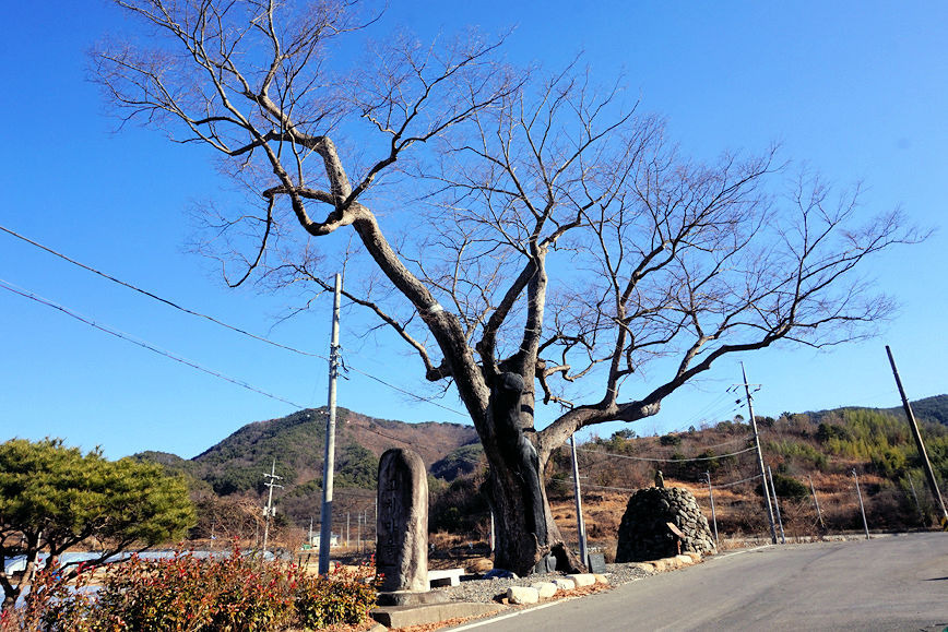 느티나무 이미지