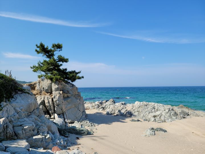 해송 이미지
