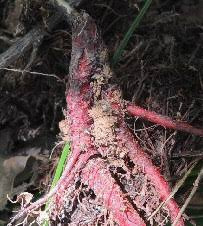 산야초 이미지