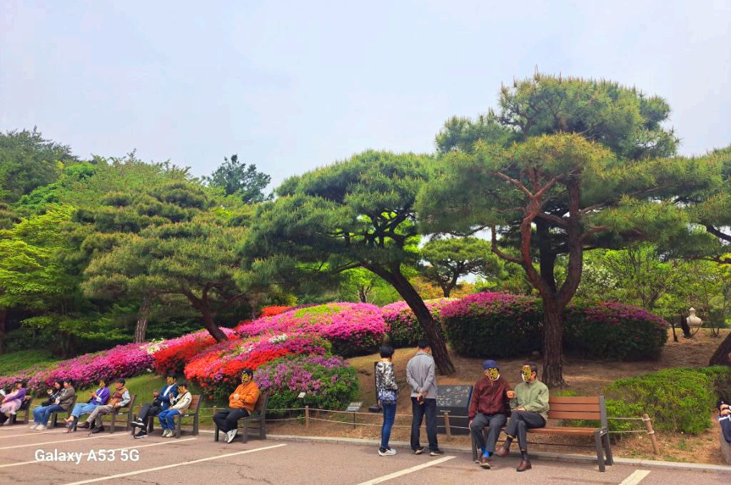 청화대 이미지