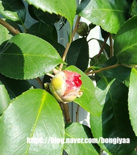 꽃이야기 이미지