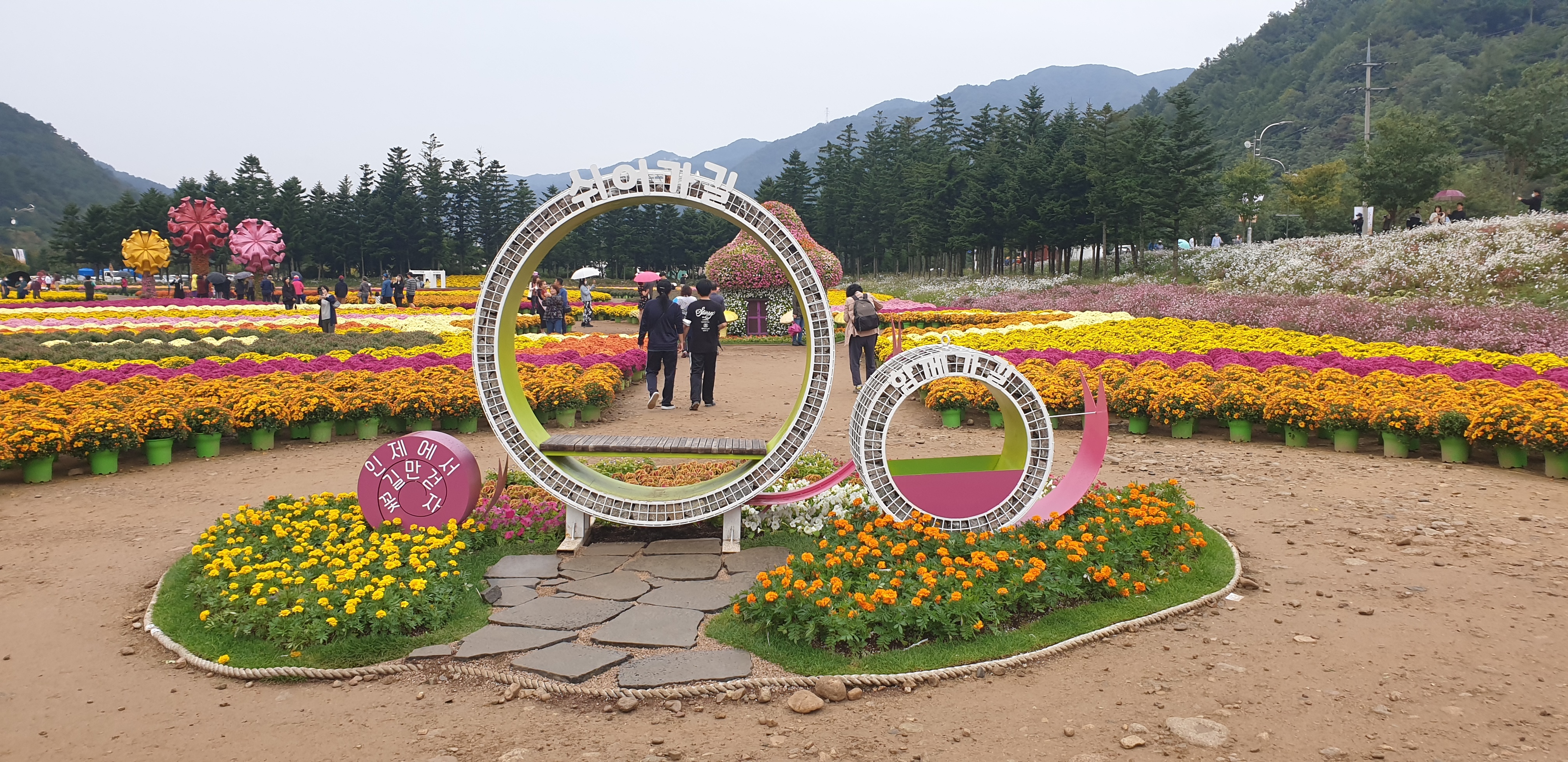 인제 꽃길 축제.......... - ◈개인산행 사진 - 강릉 블랙야크 산악회 인제 꽃길 축제..........