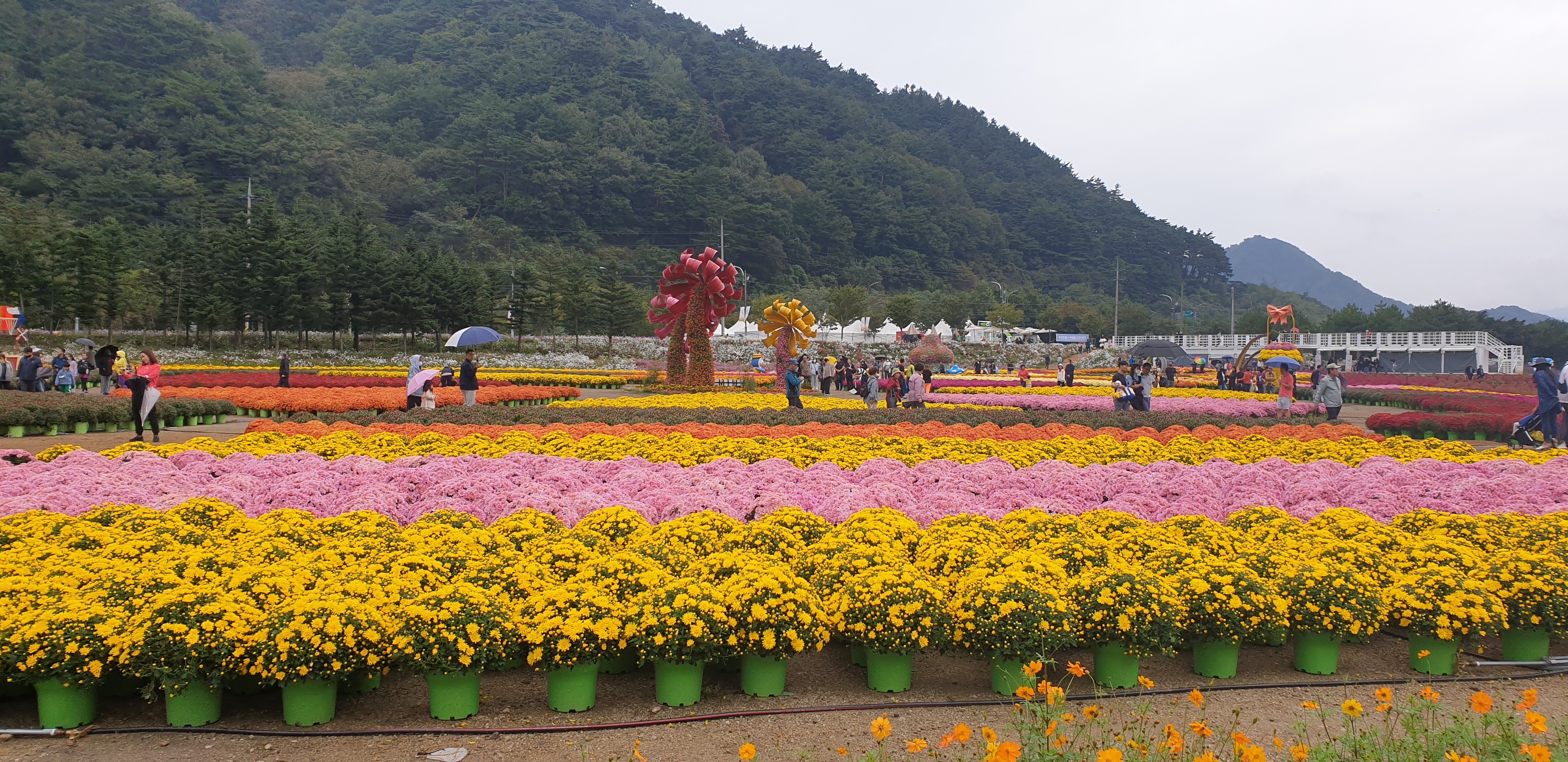 인제 꽃길 축제.......... - ◈개인산행 사진 - 강릉 블랙야크 산악회 인제 꽃길 축제..........