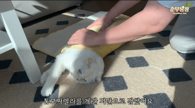 고양이김밥 이미지