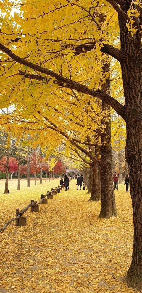 여원 이미지