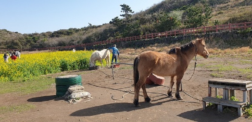 제주하멜 이미지