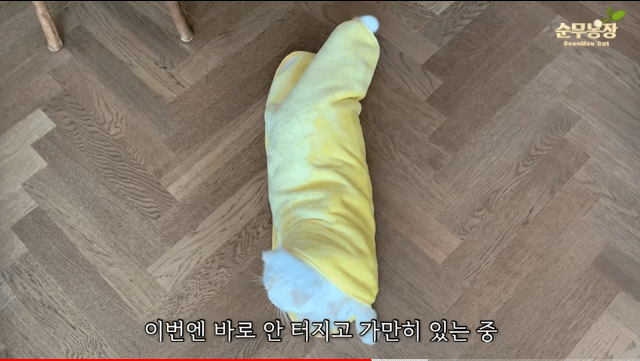 고양이김밥 이미지