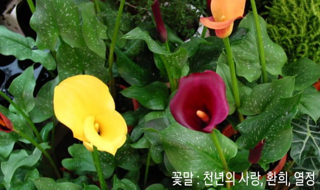칼라 이미지