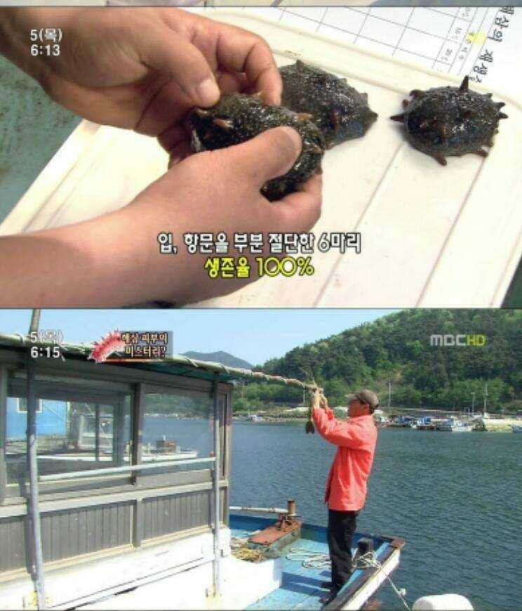 해삼 이미지