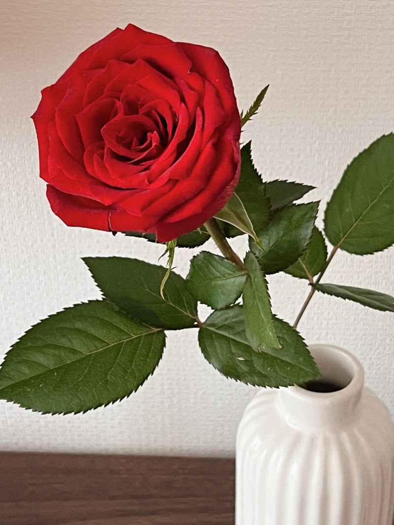 RoseDay 이미지