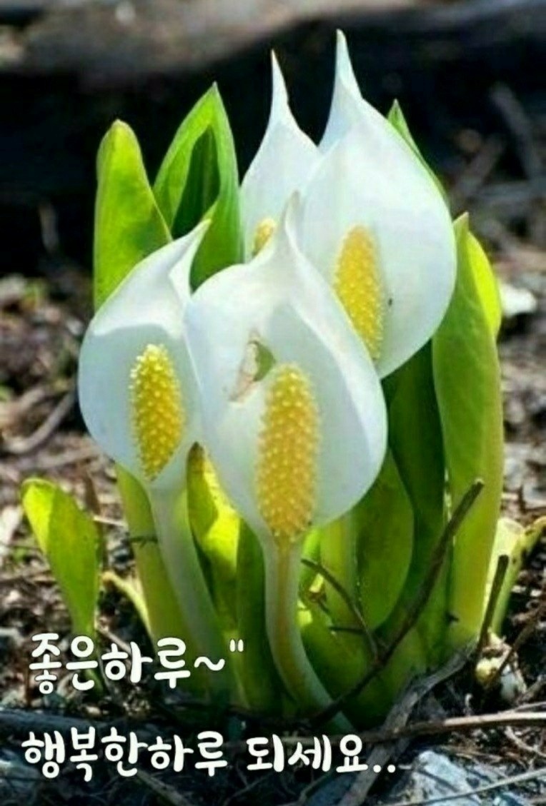 행복한하루 이미지