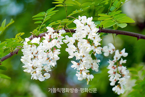 나무와숲 이미지
