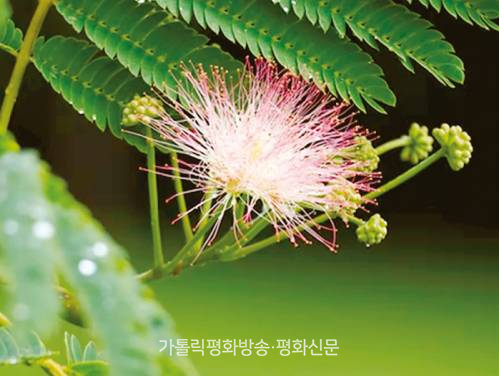 나무와숲 이미지