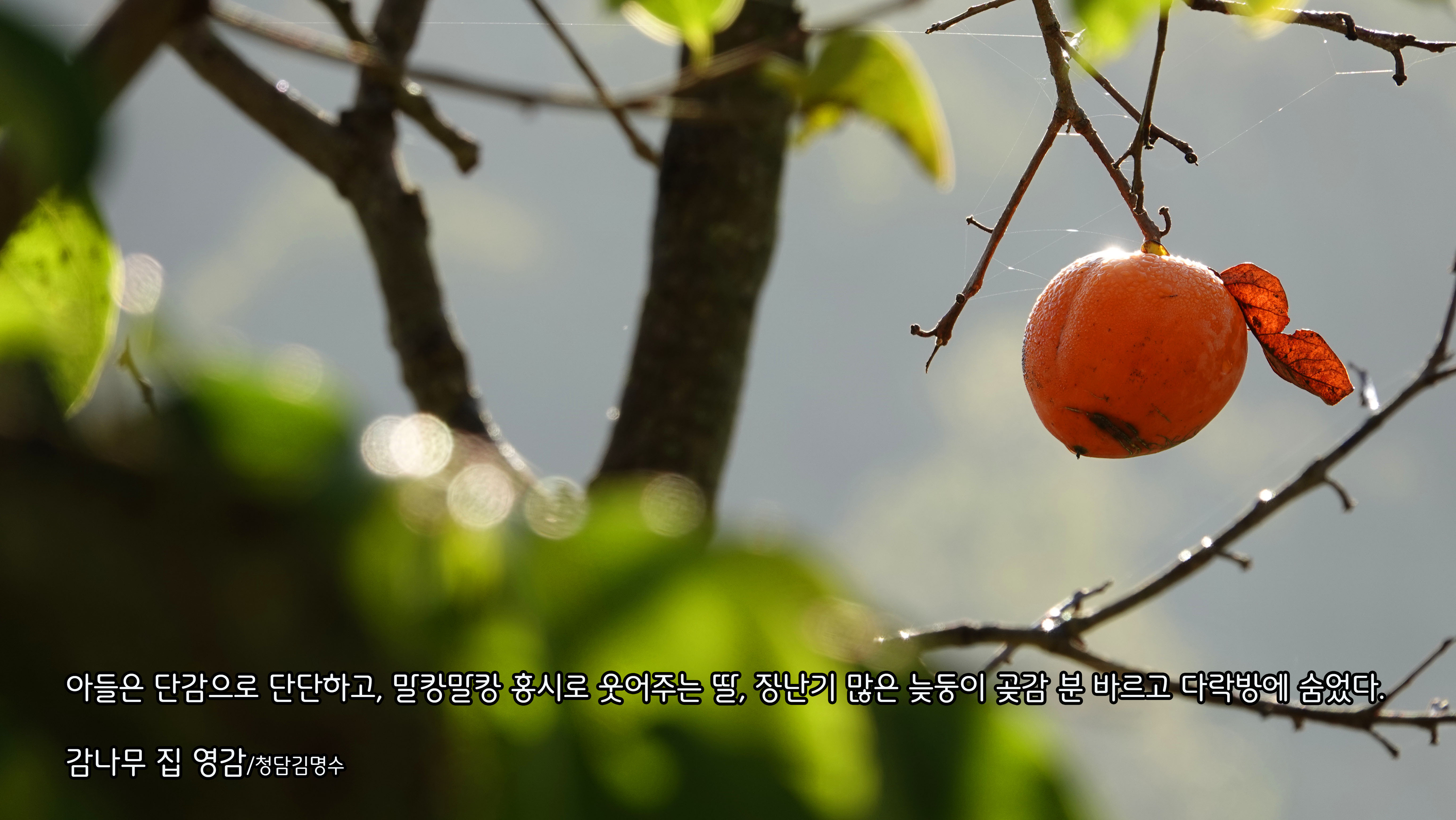 감나무집 이미지