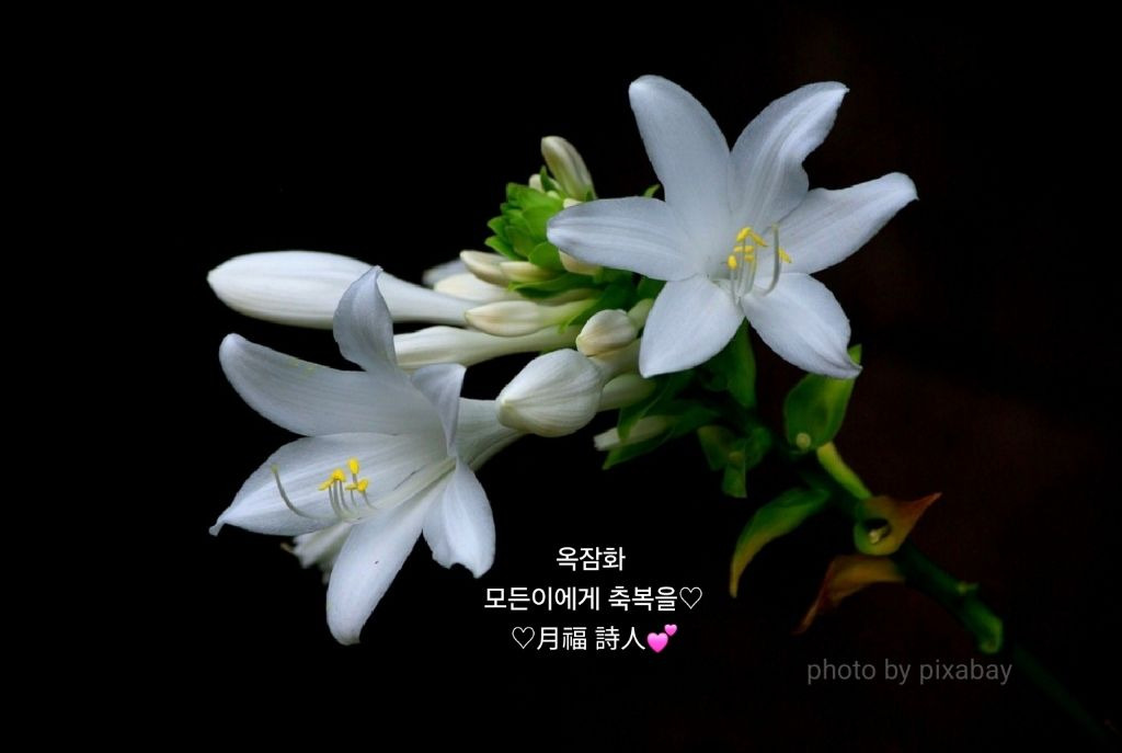 옥잠화 이미지