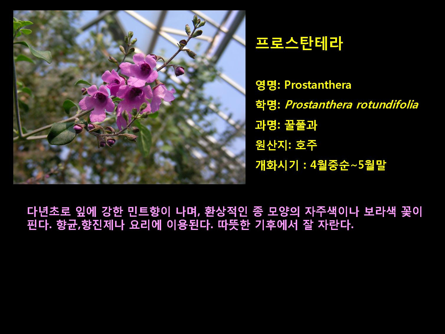 프로스 이미지