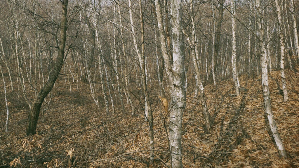 수산(자웅산) 이미지
