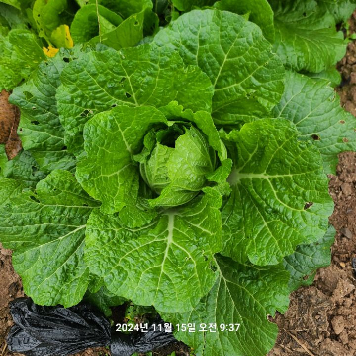 재미로2 이미지