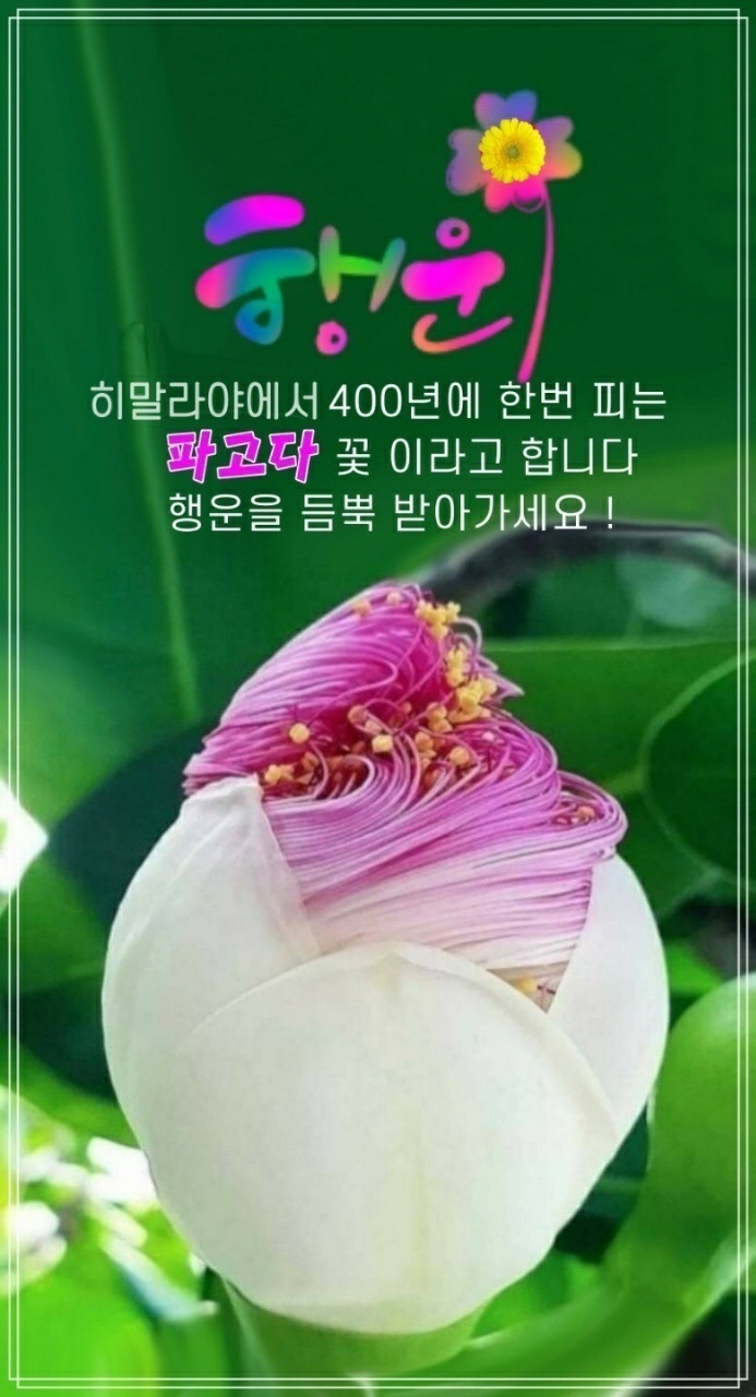 Daum 카페
