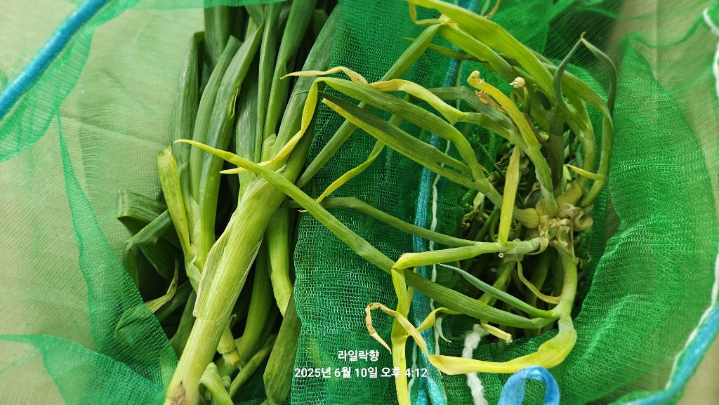 파 이미지