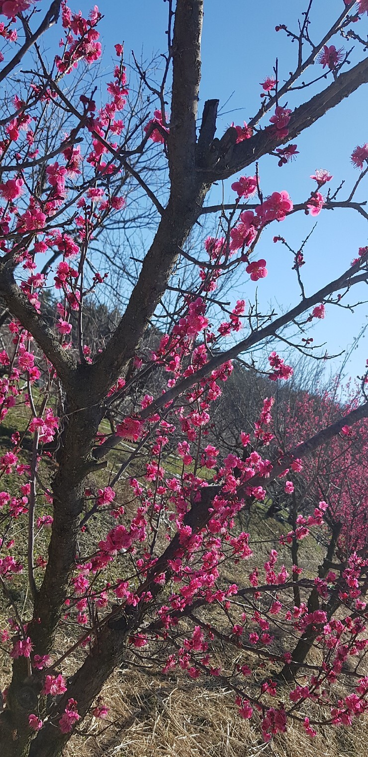 제일약초 이미지