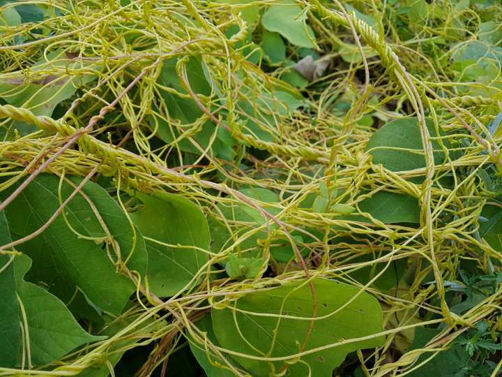 새삼(토사자)의 효능 : 네이버 블로그