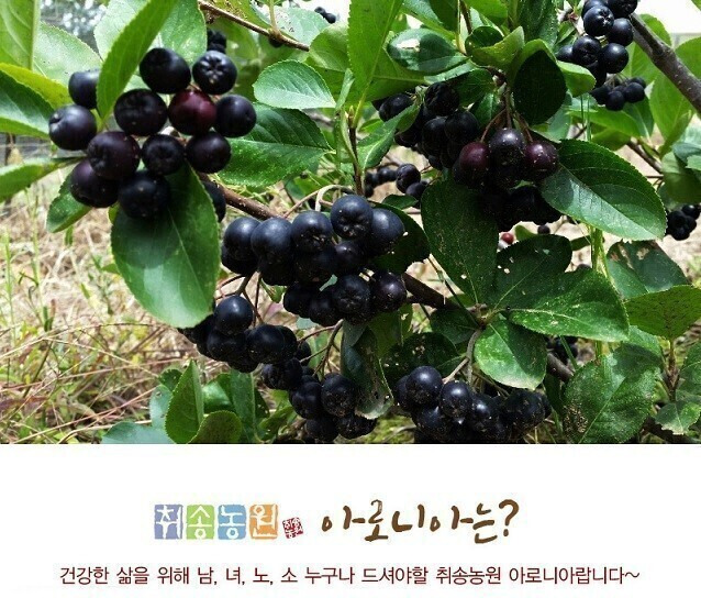 아로니아 이미지