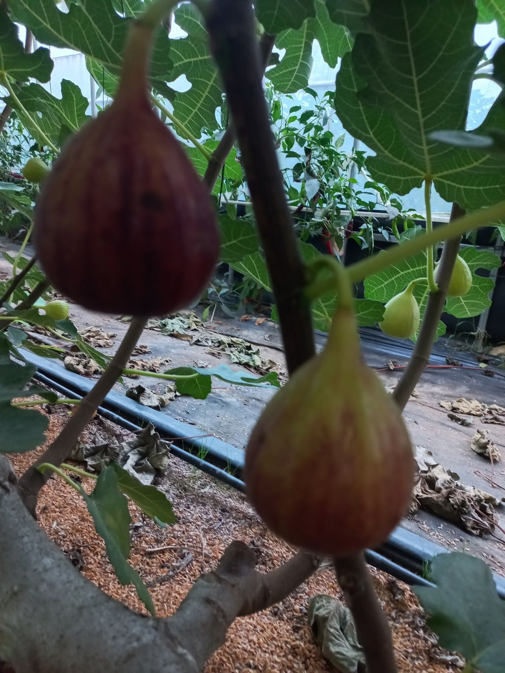 덕곡주유소 이미지