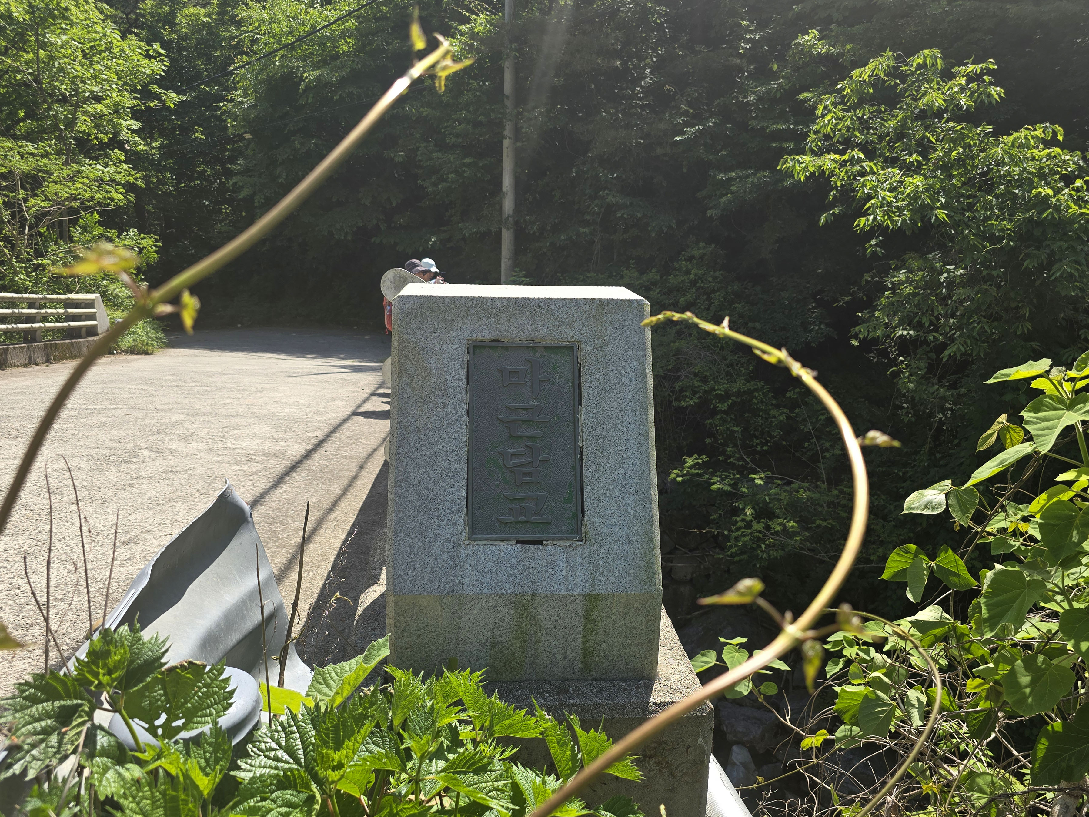 참나무 숲길 이미지