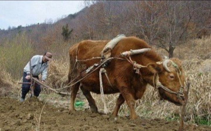 소한마리 이미지