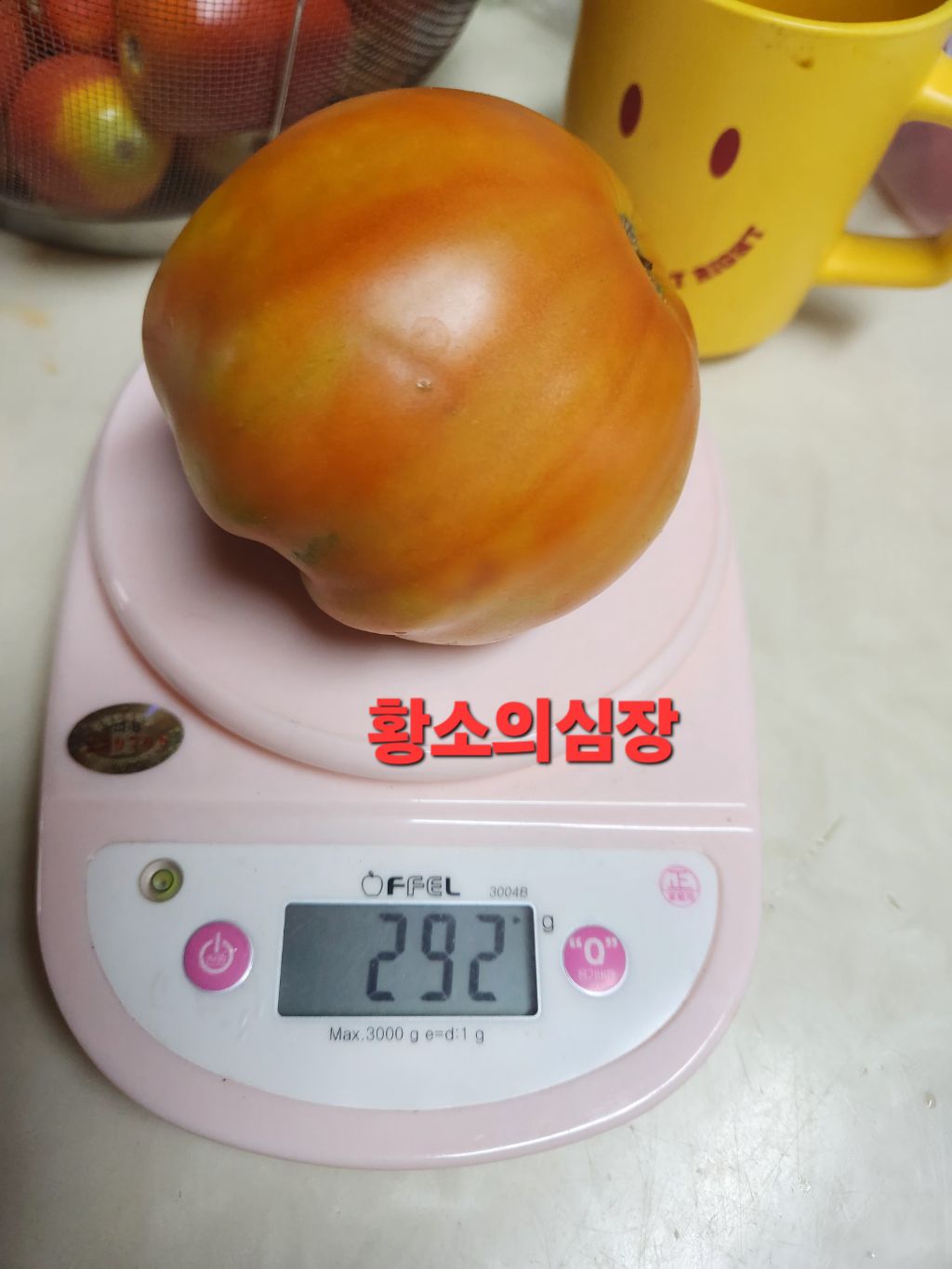 레드콩 이미지