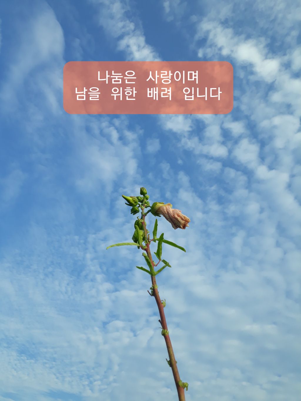 황금씨앗 이미지