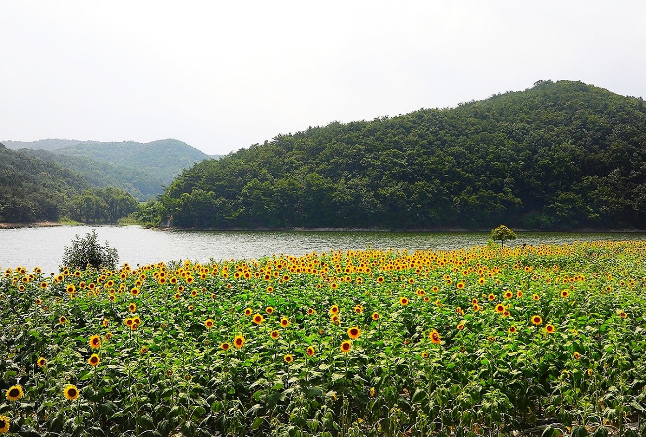 바실라 이미지
