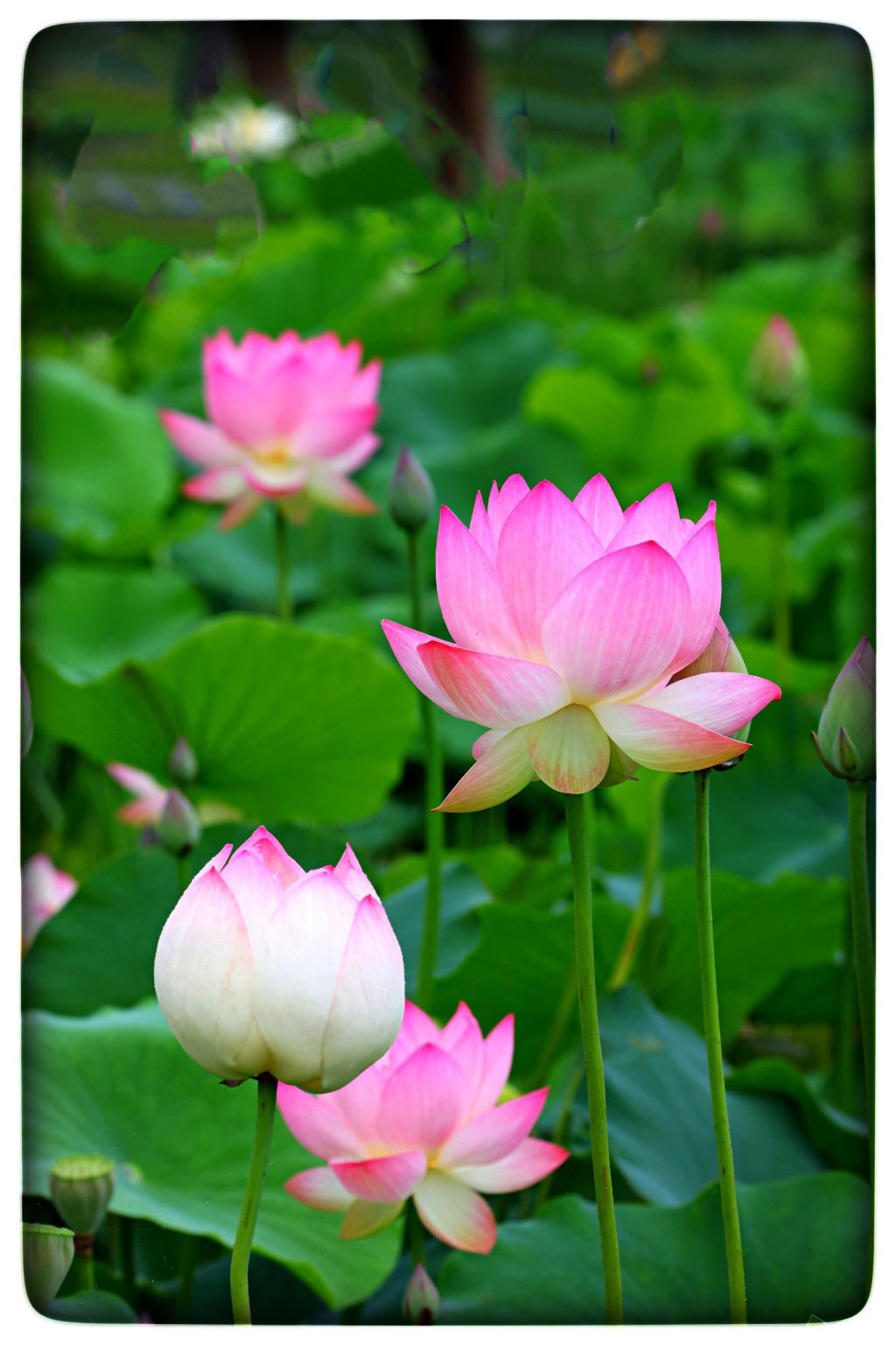 행복미소(주) 이미지