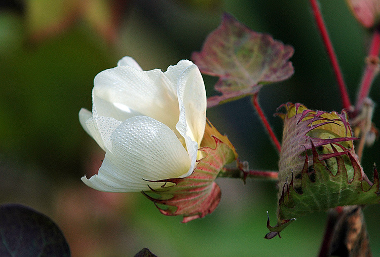 목화 이미지