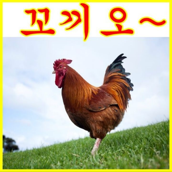 꼬끼오 이미지