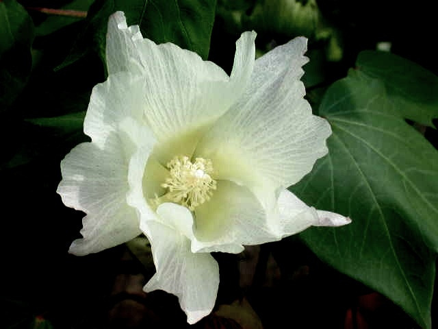 목화 이미지