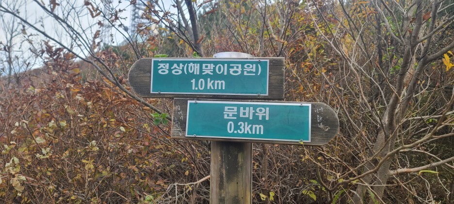 우듬지 이미지
