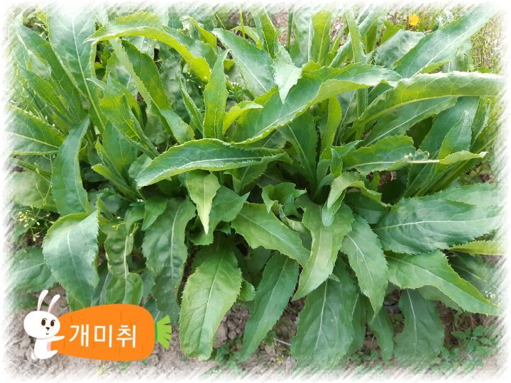별미쌈밥 이미지