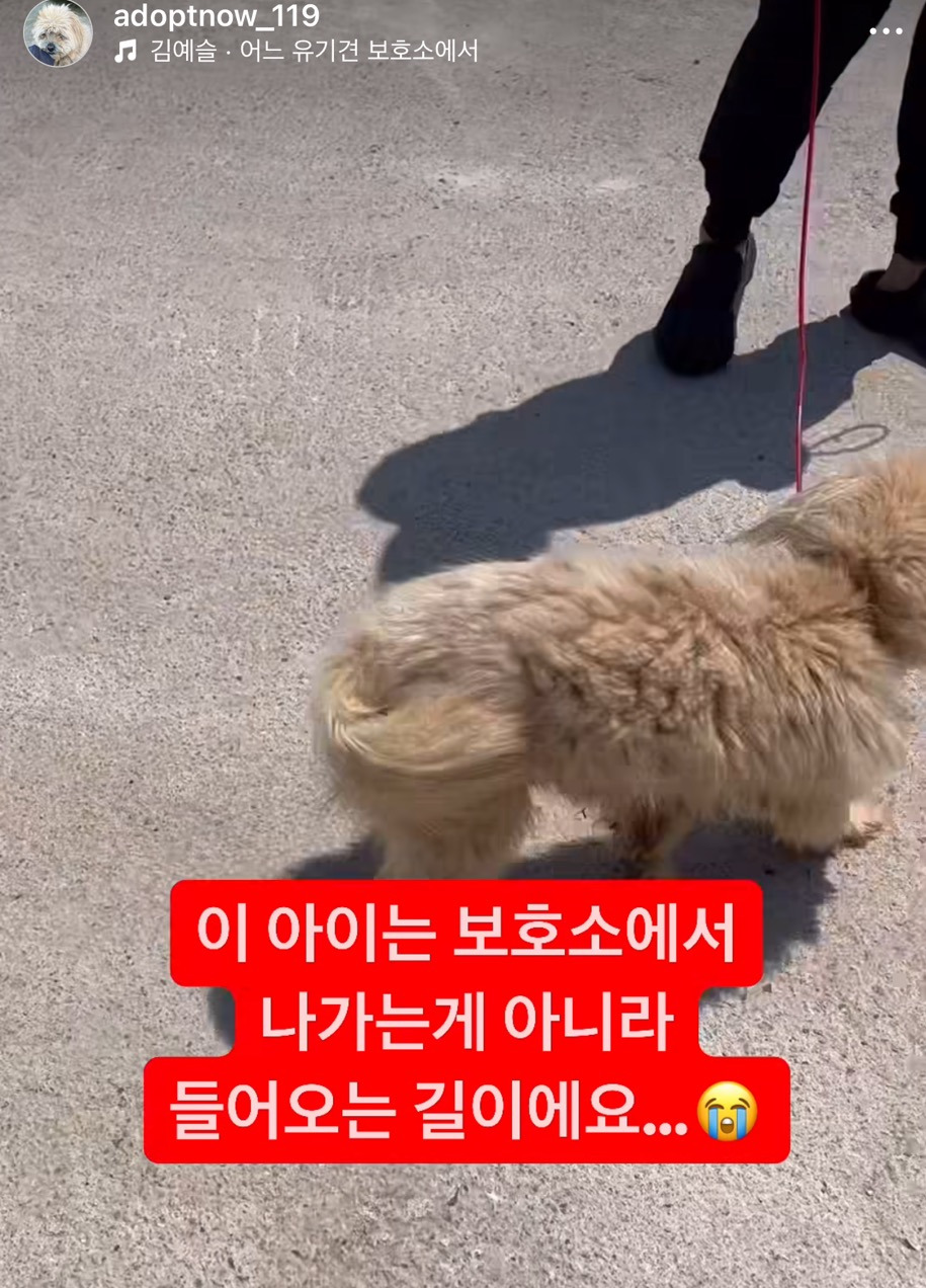 길냥이 길댕이 맘에들면 주워가라길래 주워옴 | 인스티즈