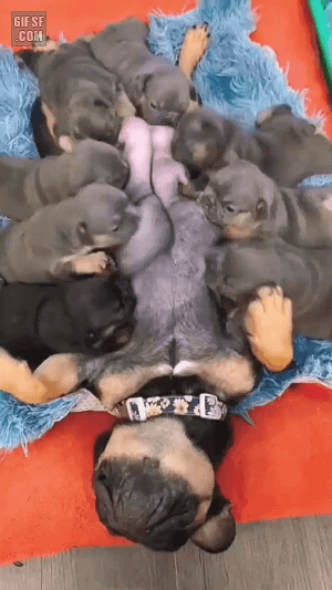 젖빠는 아기댕댕이들 | 인스티즈