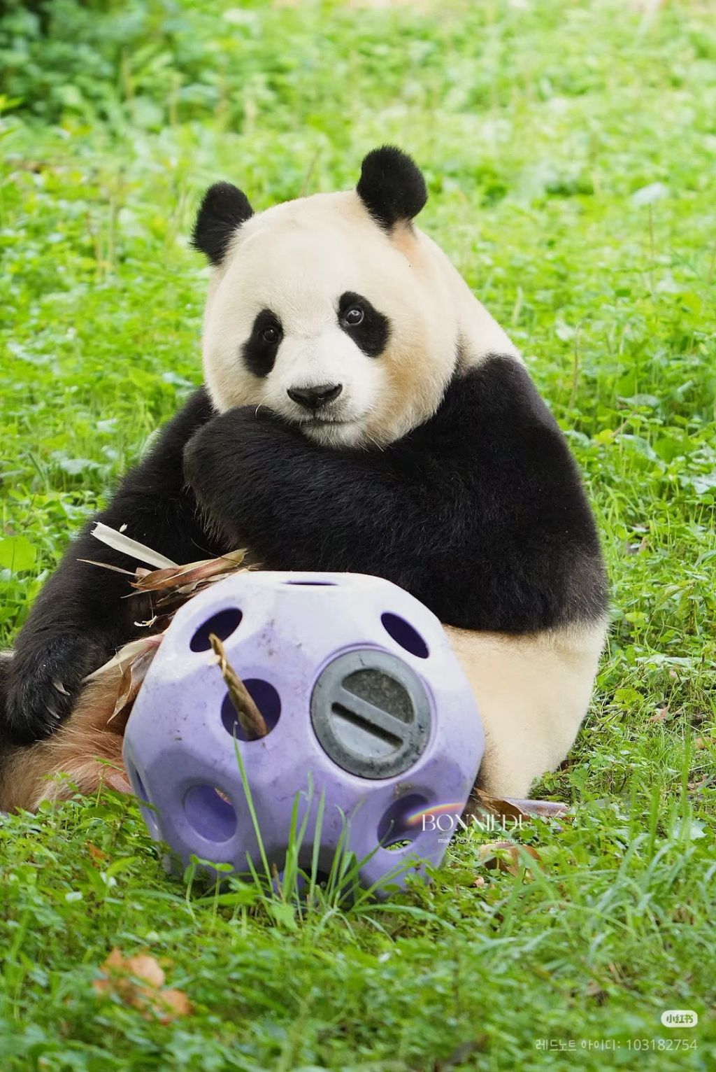 벌크업한 푸바오 근황 | 인스티즈