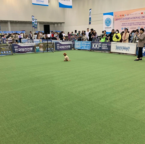 전국 기다려 대회에서 2분이라는 대기록으로 1등한 댕댕이 | 인스티즈