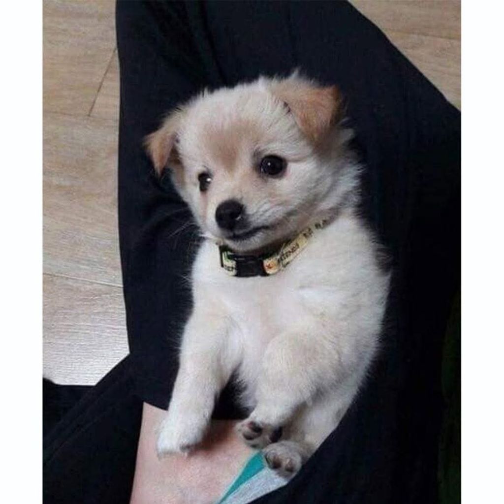 다른집에 분양보냈던 강아지가 집까지 찾아왔네요 | 인스티즈